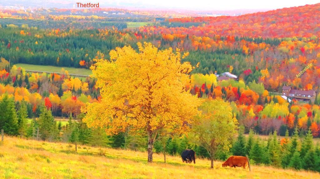 Le Gîte Ambrelane Thetford Mines Exterior foto